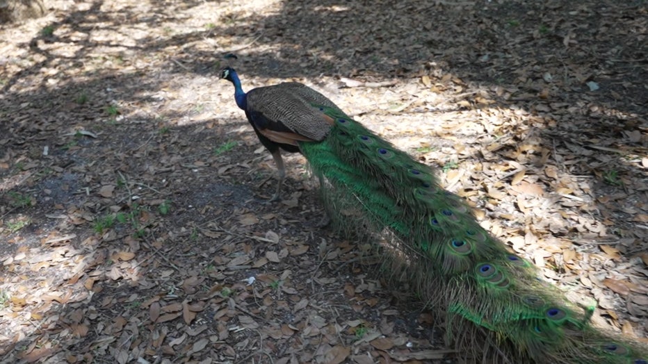 File: Wildlife at the park