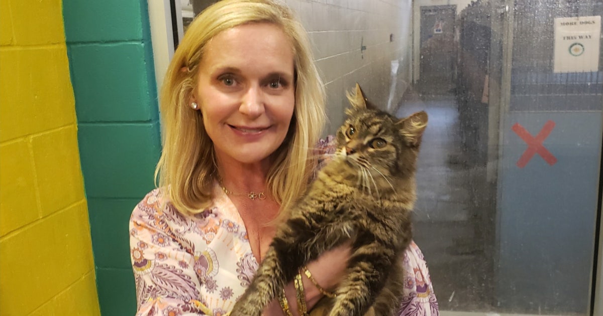 Missing cat reunited with Florida family after 11 years: 'We are so ...