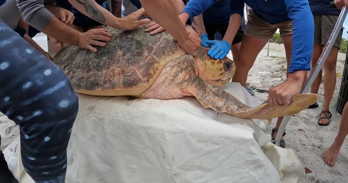 Loggerhead sea turtle suffering from red tide rehabilitated by Mote ...