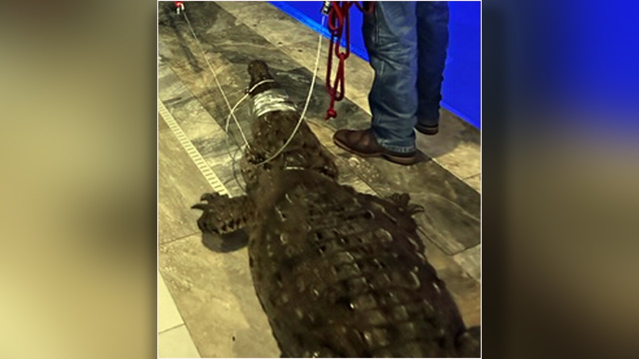 10-foot crocodile pulled from Florida pool
