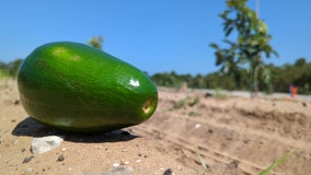 Frostproof farmer plants hundreds of avocado trees in hopes of growing them commercially