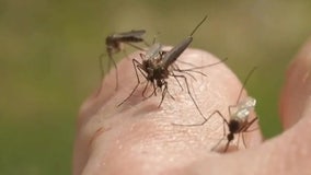 Tampa Bay officials confirm second case of malaria in more than three weeks