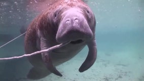 Florida manatees rebound to record-breaking winter numbers