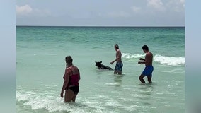 Video: Black bear goes for a swim on Florida beach