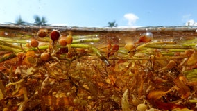 Seaweed piles in Florida may contain flesh-eating bacteria