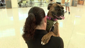 USF therapy K9: Mental health crusader strengthens bonds between law enforcement and students