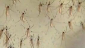 How Bay area residents can help take precautions this mosquito season
