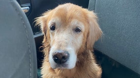 'It is so sad': Shelter heartbroken after owner neglects 'unwanted' senior dog