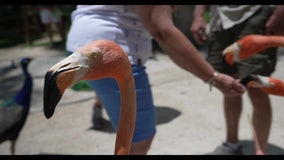 Feed a flamingo at Sarasota Jungle Gardens