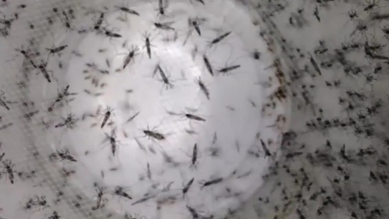 Mosquito control discusses prevention strategies