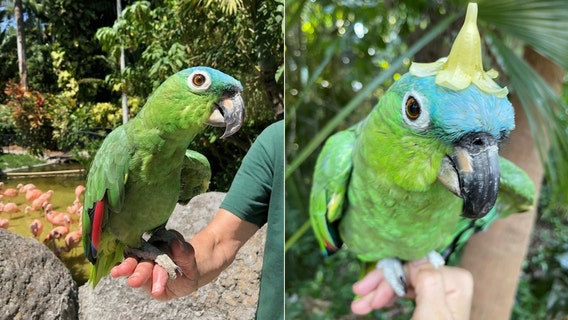 Sunken Gardens beloved parrot Paquita dies from cancer: ‘She was so loved’
