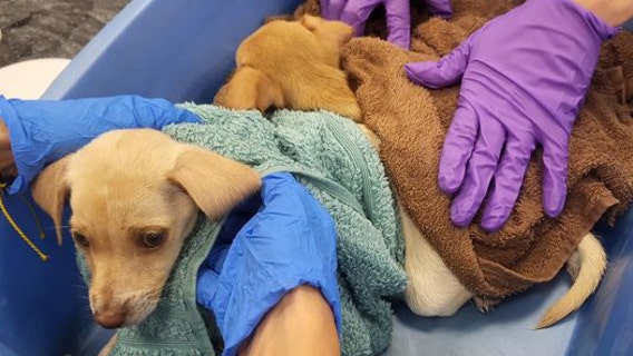 Puppies left in sealed box rescued outside Bradenton Walmart