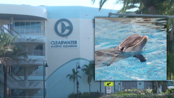 Clearwater Marine Aquarium's Apollo the dolphin dies, marking 5th death in the last 19 months
