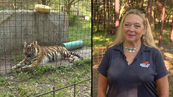 Carole Baskin says her appearance in 'Tiger King' led to Big Cat Public Safety Act
