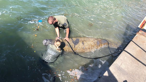 PCSO says marine deputy saves manatee in deep distress