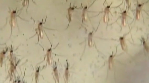 How Bay area residents can help take precautions this mosquito season