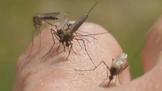 Sarasota malaria cases prompt statewide health advisory