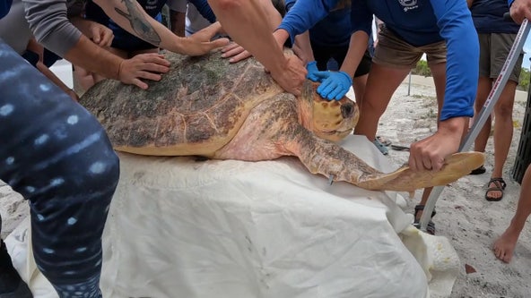 Loggerhead sea turtle suffering from red tide rehabilitated by Mote Marine Laboratory