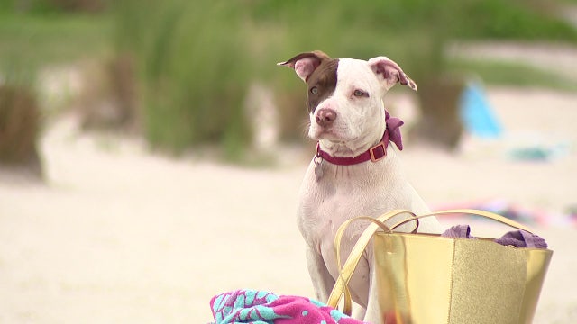 Dog influenza vaccine shortage causes problems for pet owners