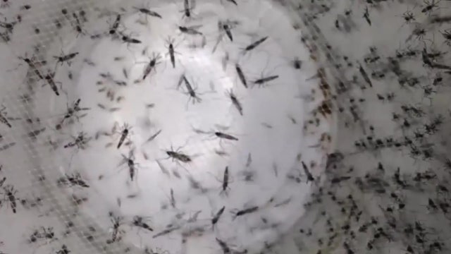 Mosquito control discusses prevention strategies