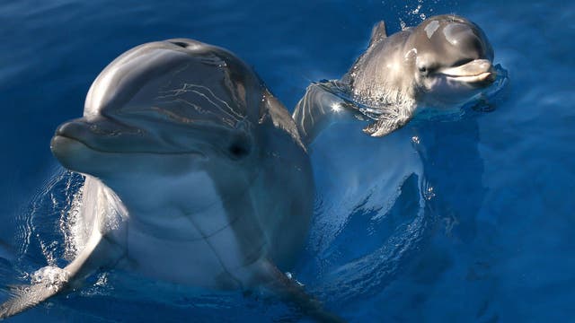 Dolphin moms use baby talk to call their young, researchers find