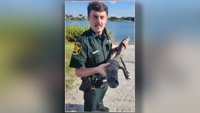 Alligator apprehended after lurking around Lakeland parking lot