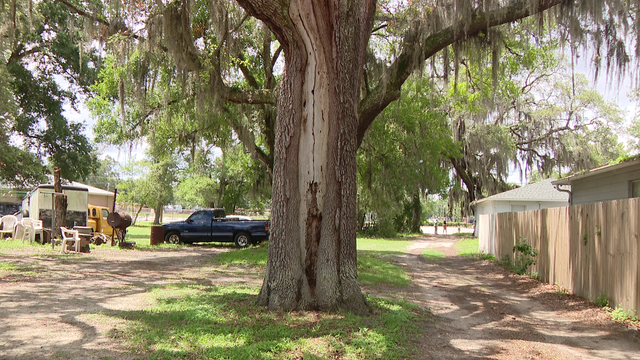 How to prepare your trees for hurricane season
