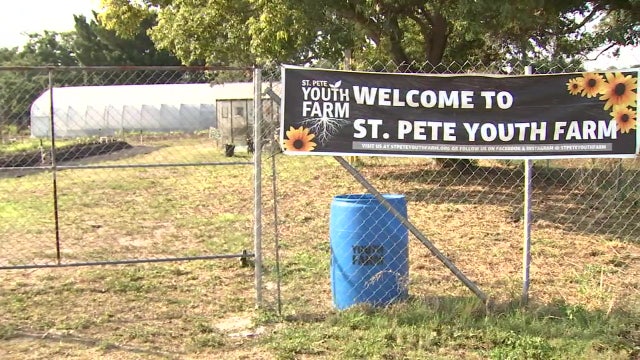 St. Pete Youth Farm celebrates four year anniversary