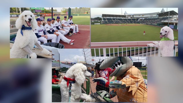 Tampa's Baseball Poodle spreading love of America's Pastime