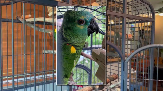 TPD searching for woman who sold stolen Blue-fronted Amazon parrot