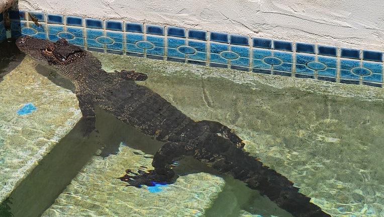 Alligator goes for a swim in a Pinellas County pool. Credit: Pinellas County Sheriff's Office. 