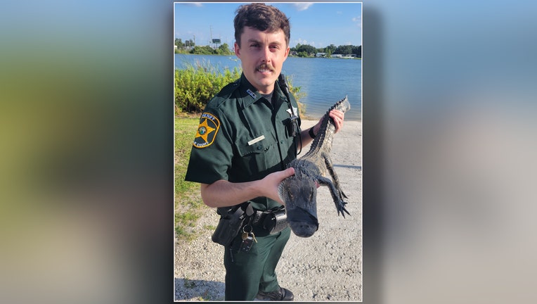 Deputy holds alligator captured in Lakeland parking lot. Image is courtesy of the Polk County Sheriff's Office. 