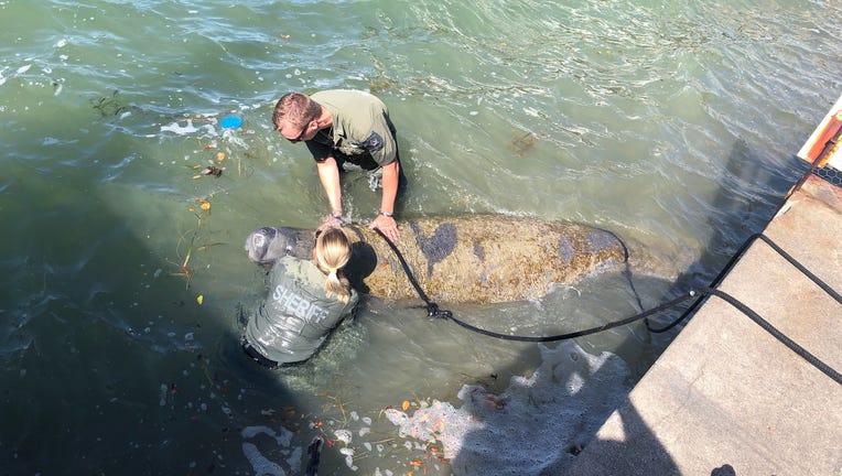 Deputy Constant’s passion for wildlife is why she’s a member of the Marine and Environmental Lands Unit.