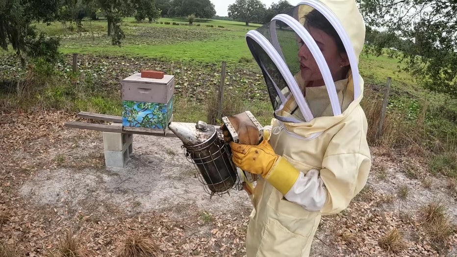 Selena Rampolla began beekeeping after taken a class at USF.