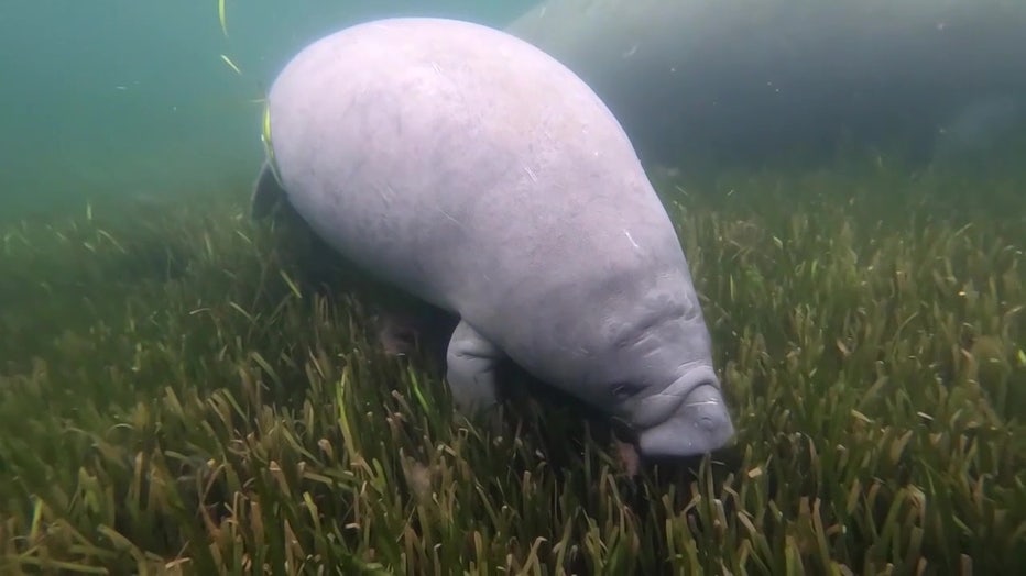  The lack of sea grass has resulted in more manatee deaths.