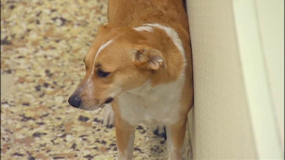 Some veterinarians don't have any shots to give pets.