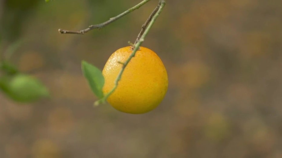 Citrus is typically grown in Florida.