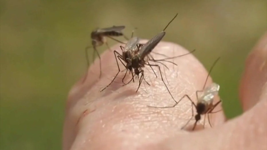 Both confirmed cases were a "P. vivax" species of malaria.
