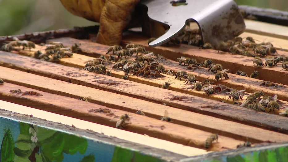 Honeybees are the most common pollinators.