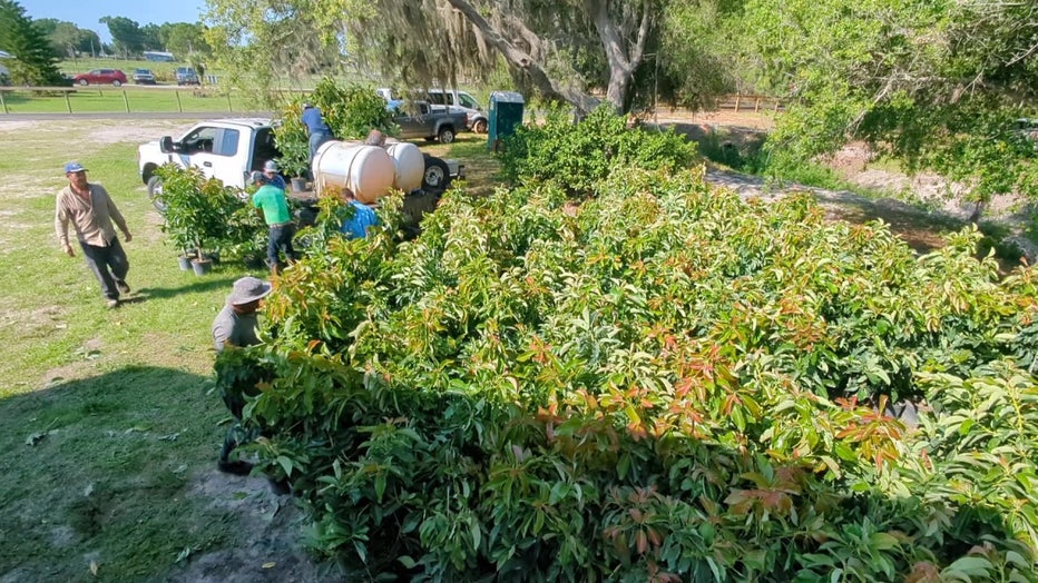 A Polk County farmer is getting Avocado trees from Miami-Dade.