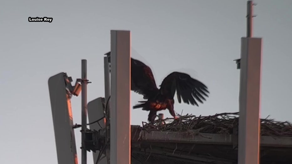 Birdwatcher, Louise Roy, provided footage of the eagles on top of the Clearwater cell tower.