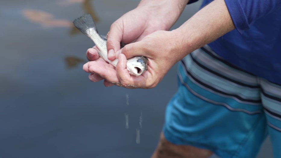 Red drum fish are being released into local waters to improve the environment.