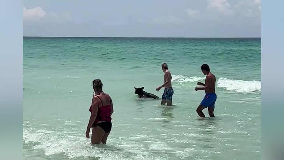 A black bear was spotted on a Destin beach over the weekend.