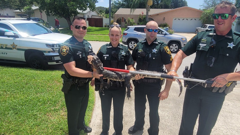 Pinellas County deputies pose with gator they just removed from swimming pool. Credit: Pinellas County Sheriff's Office. 