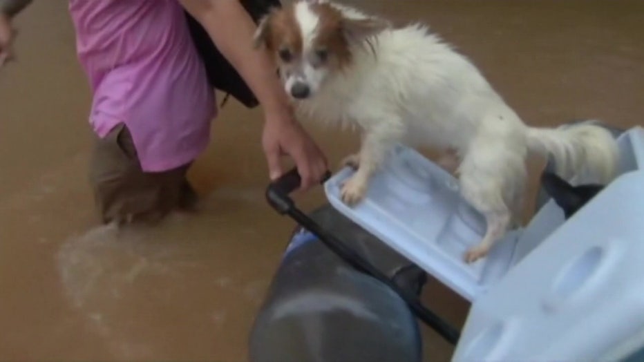 Dog riding through flood waters on cooler. 