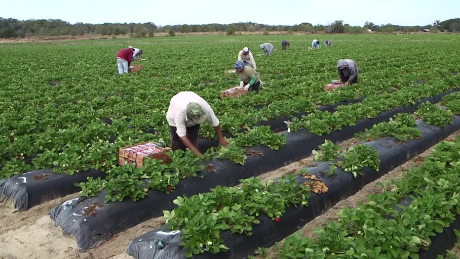 Workers in strawberry field. 