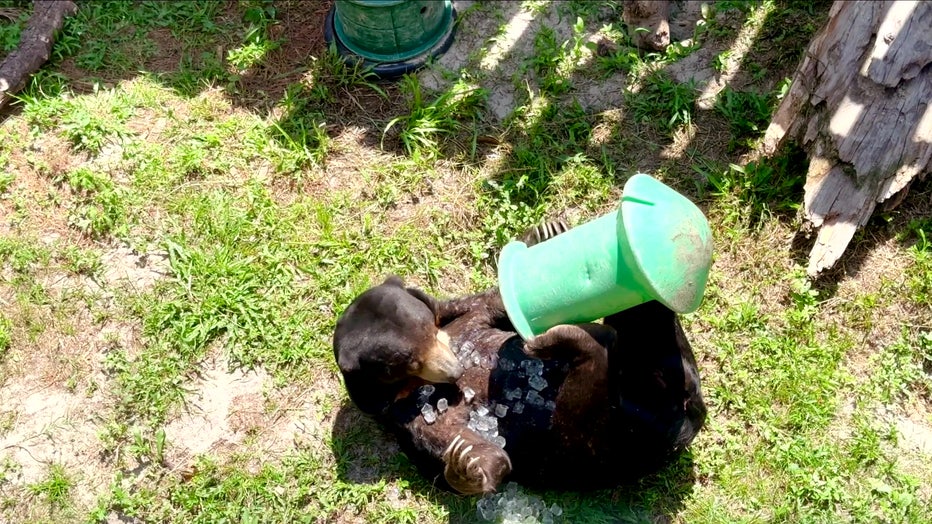 A bear dumps a bucket of ice to stay cool. 