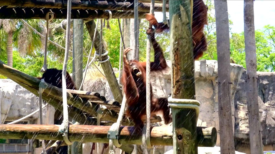 Orangutan plays in the sprinklers during a heat wave in Tampa. Credit: ZooTampa. 