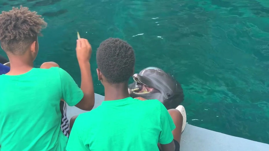 CMA is one of the only aquariums in the U.S. to house only sick or injured dolphins. 