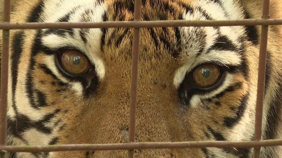 Big Cat Rescue will permanently close so Baskin can focus on protecting big cats out in the wild.